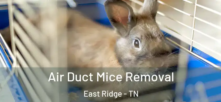 Air Duct Mice Removal East Ridge - TN