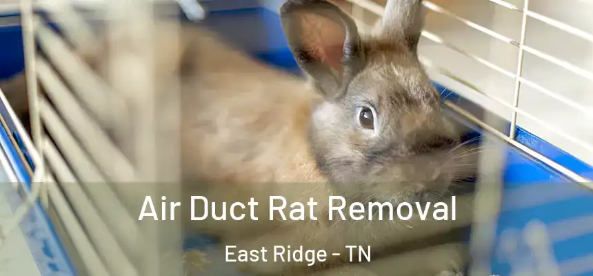 Air Duct Rat Removal East Ridge - TN