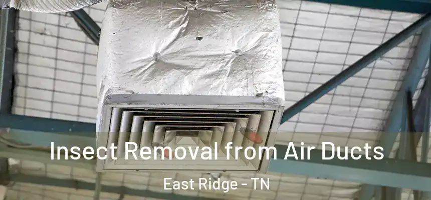 Insect Removal from Air Ducts East Ridge - TN
