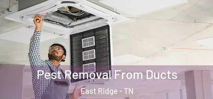 Pest Removal From Ducts East Ridge - TN